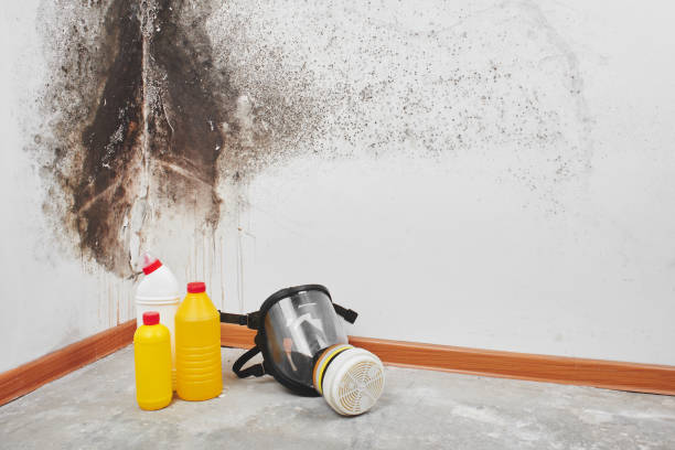 Best Professional Mold Removal  in South Jacksonvle, IL