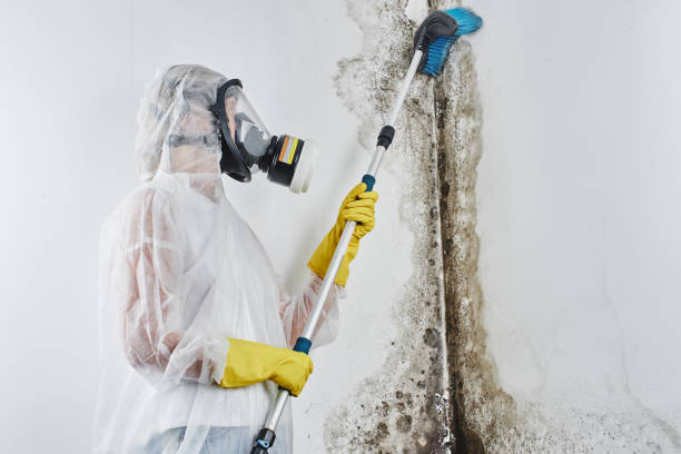 Mold Removal and Inspection in South Jacksonville, IL