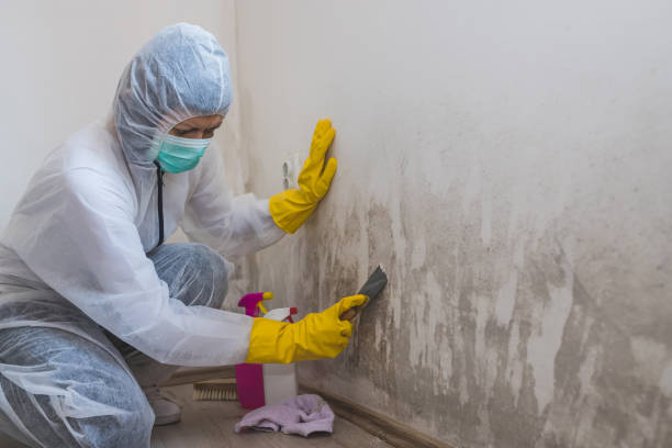 Best Attic Mold Removal  in South Jacksonvle, IL