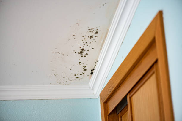 Best Fast Mold Removal  in South Jacksonvle, IL