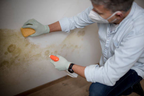 Best Emergency Mold Removal  in South Jacksonvle, IL