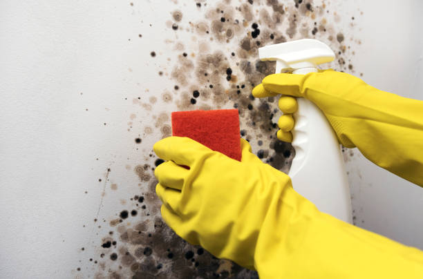 South Jacksonville, IL Mold Removal Company