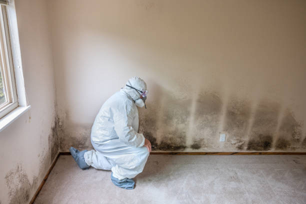  South Jacksonvle, IL Mold Removal Pros
