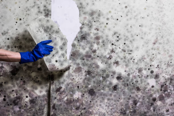 Water Damage Restoration in South Jacksonville, IL