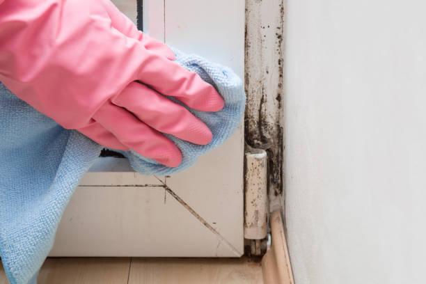 Best Best Mold Removal Companies  in South Jacksonvle, IL