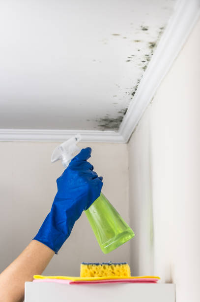 Best Water Damage Restoration  in South Jacksonvle, IL